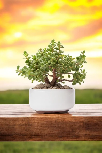 Dekoratif Saksıda Bonsai Yeşim Ağacı Fil Azığı - Resim 3