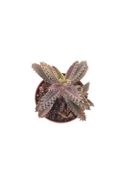 Kalanchoe Daigremontiana Sukulent - 2
