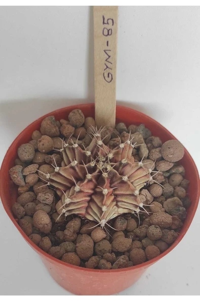 Dörtlü Gymnocalycium Mihanovichii Set - Resim 5