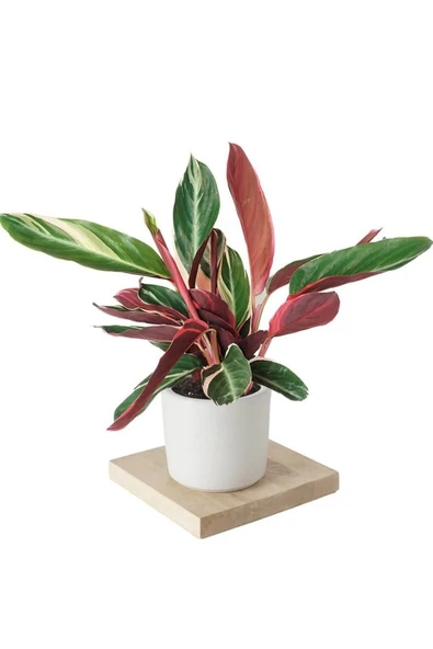 Stromanthe Dua Çiçeği Dekoratif Saksıda 01 ürün görseli 1