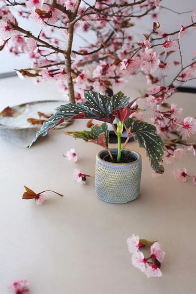 Çilli begonya dekoratif taş saksıda - Resim 3