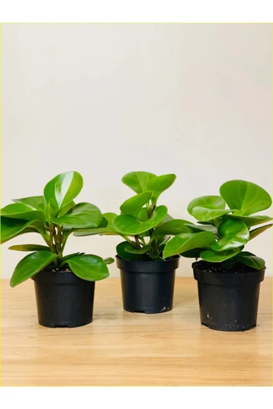 3 Adet Peperomia Umut Bitkisi Peperomya ürün görseli