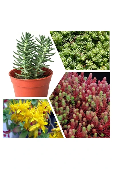 Mezarlık İçin 10 adet Yeşil Dam Koruğu Fidesi Kabir Çiçeği - Resim 2