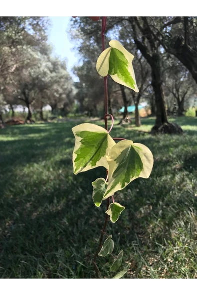 Hedera Sarmaşık Alacalı Yaprak ürün görseli
