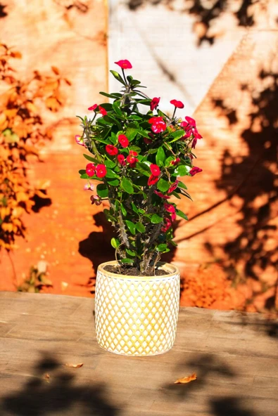 Hisar Gold Beyaz Saksıda Hediyelik Dikenler Tacı Kırmızı 30-40 cm