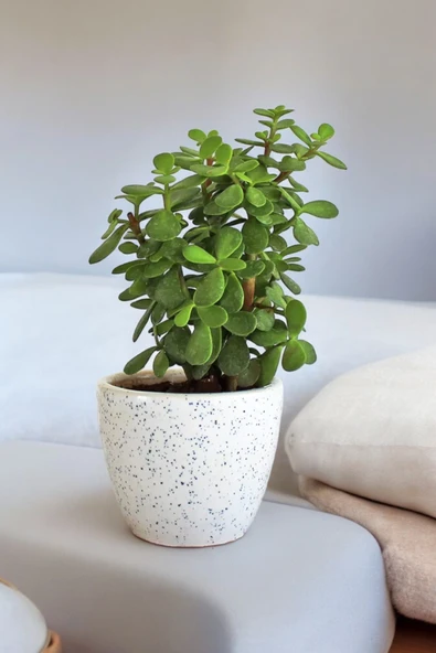 Bolluk bereket bitkisi para çiçeği 01papeka ürün görseli