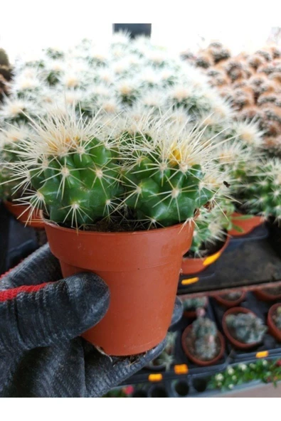 Saksılı Echinocactus Grusonii Cactus - Altın Fıçı Kaktüs (5.5 Luk Saksıda) - Resim 3