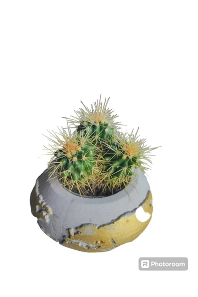 Hediyelik Altın Fıçı kaktüs dünya temalı beton saksıda ürün görseli