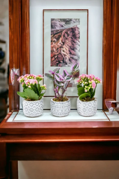 3 Adet Otantik Saksıda Çiçek Aranjmanı - Resim 3