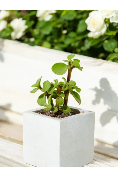 Mini Taş Saksıda Para Bonsai - Resim 4