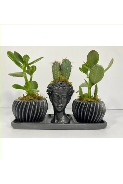 Üçlü Helen Saksıda Kaktüs Ve Sukulent Seti ürün görseli