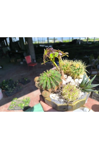 Kaktüs ve sukulent aranjmanı beton saksıda 001 - Resim 7