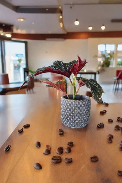 Bodrum Dizayn Taş Saksıda Çilli Begonya - Resim 2