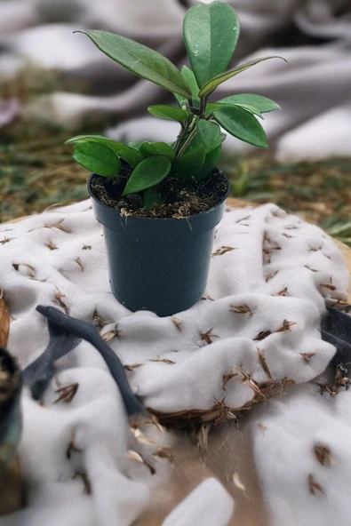 Orta boy mum çiçeği çiçek resmi 2. görselde q75 - Resim 4