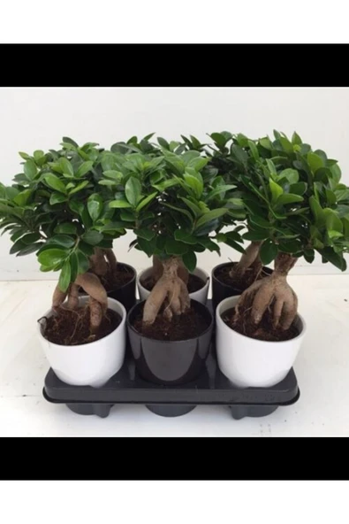 Hediyelik Bonsai Ficus Microcarpa ürün görseli