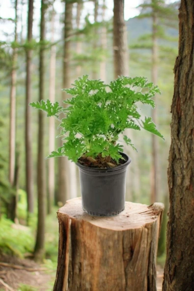 Rhipsalis ramulosa 'Red Coral' Fidesi (Itır gül damlası Hediyesi ile) - Resim 3