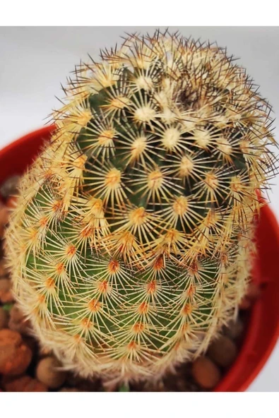 Kaktüs-8,5 Cm Saksıda-ref 14h/z - Resim 2