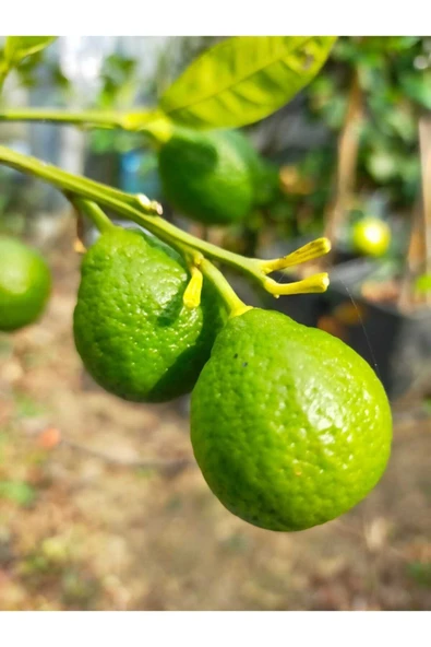 Mandalina Fidanı (RİZE MANDALİNASI) - Resim 4