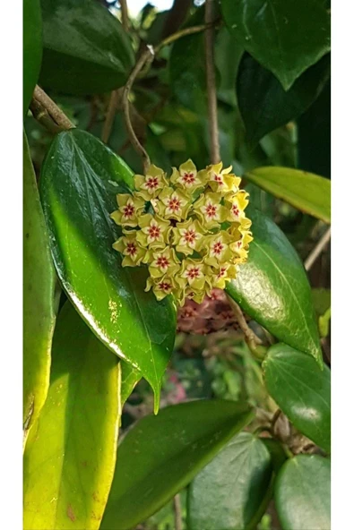 Yeşil Çiçekli Mum Çiçeği Fidanları ürün görseli