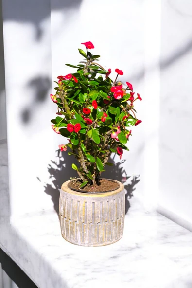 Roma Saksıda Hediyelik Dikenler Tacı Kırmızı 30-40 cm - Resim 4