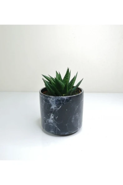 Haworthia 'limifolia' Mini Siyah Seramik Saksılı ürün görseli 1