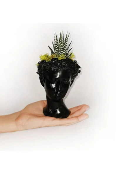 Atena Serisi Haworthia - Resim 4