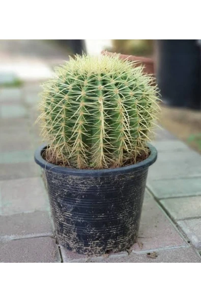 Altınfıçı Kaktüs ürün görseli
