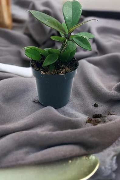 Orta boy mum çiçeği çiçek resmi 2. görselde q75 ürün görseli 1