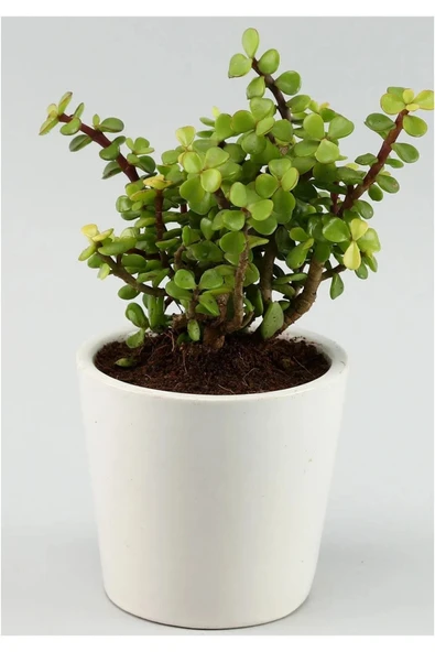 Portulacaria Afra Para Ağacı Fil Azlığı