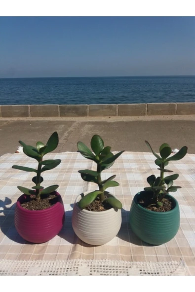Crassula Ovata- Para Çiçeği- Bereket Bitkisi- 8-12 Cm 5 Aylık - Resim 3