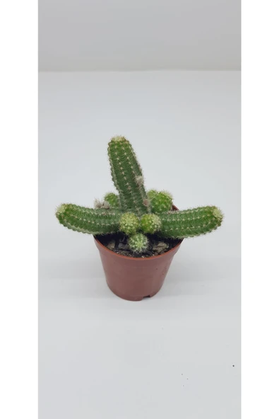 3'lü Kaktüs ve Sukulent Serisi - Resim 3