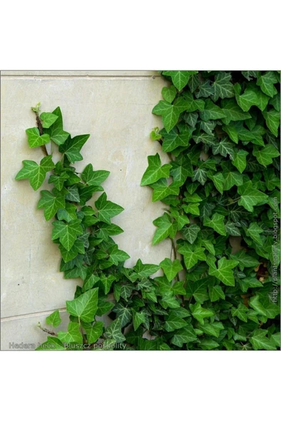 2'li Duvar Sarmaşığı (Hedera helix) ? - Resim 3