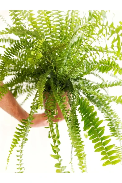 Aşk Merdiveni - Nephrolepis - Resim 2