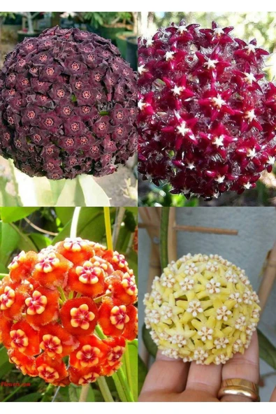 4 çeşit mum çiçeği (turuncu kırmızı mor ve sarı) - Resim 2