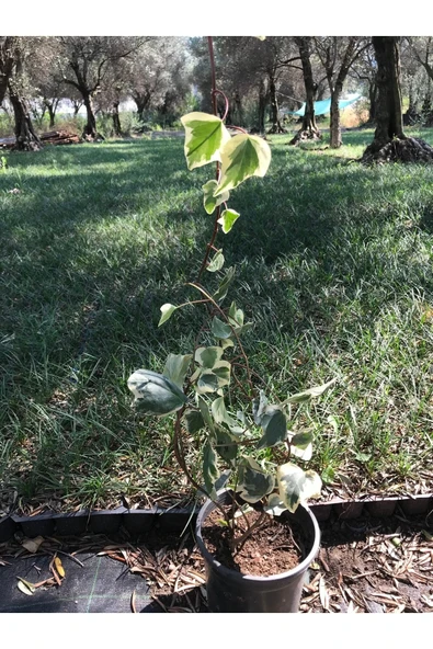 Hedera Sarmaşık Alacalı Yaprak - Resim 2
