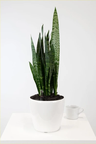 Peygamber Kılıcı Paşa Kılıcı Dekoratif Özel Saksılı ürün görseli