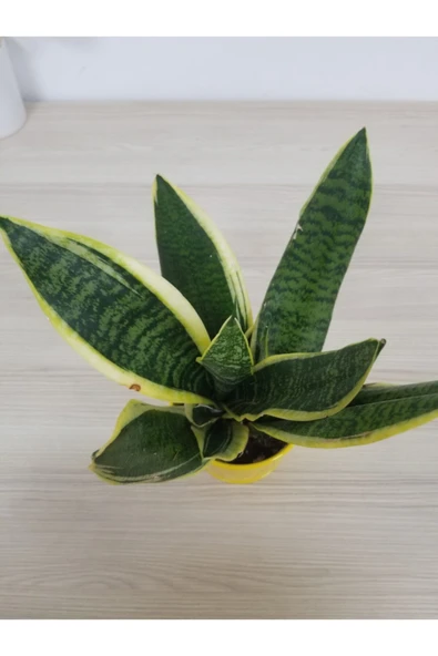 Paşa Kılıcı - Resim 2