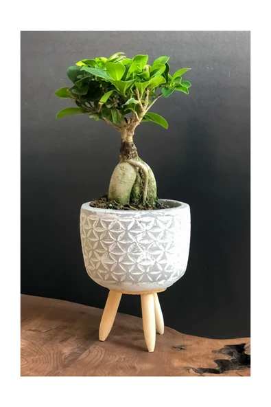 Dekoratif Saksıda Bonsai ürün görseli 1
