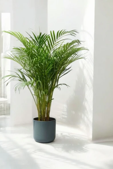 Dekoratif saksıda büyük Areka Palmiyesi 150-160 cm - Resim 3