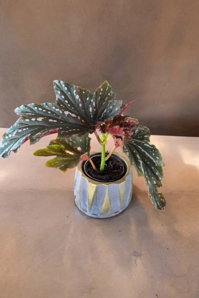 Beton Roma Sütün Saksıda Çilli Begonya 01ciy - 6