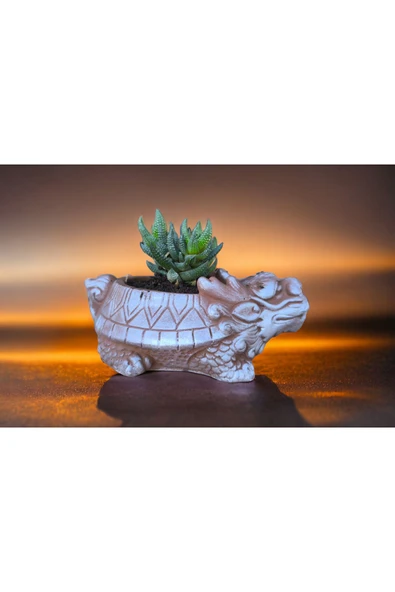 Taş Ejder Saksıda Sukulent - Resim 3