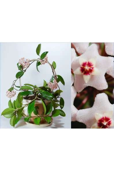 Çok Köklü Mum Çiçeği Hoya Carnosa Askılı Saksıda ürün görseli