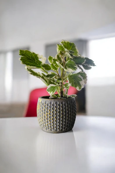 Mini Taş saksıda Cennet Yaprağı Bitkisi Muhteşem Kokulu 5.5 cm Plectranthus Coleoides 001 - Resim 4