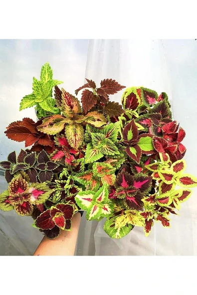 2 Tür yaprak güzeli fidesi 5.5 saksılarda - Resim 3