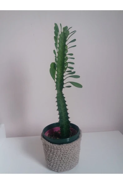 Kaktüs (uzayan Kaktüs, Süt Ağacı Kaktüsü, Euphorbia)