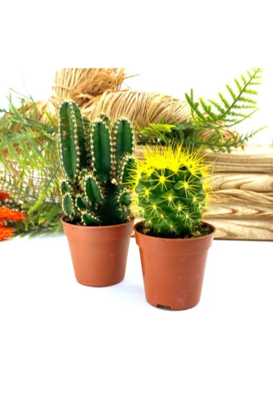 Sarı Kaktüs ve Mexico Kaktüsü ürün görseli 1