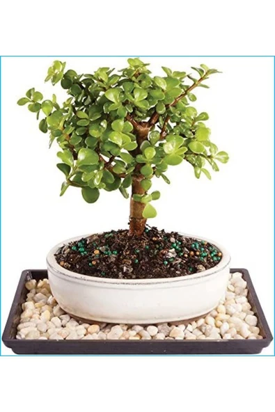 Para Ağacı Crassula Ovata ürün görseli