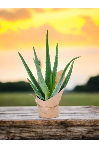 Hediyelik Aloevera ( Sevdiklerinize Sağlık Gönderme Zamanı ) No1 - Resim 3