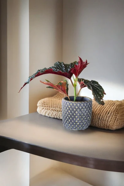 Bodrum Dizayn Taş Saksıda Çilli Begonya - Resim 6