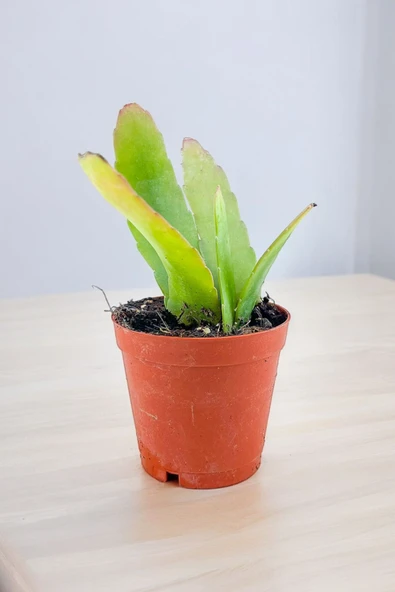 Rhipsalis ramulosa 'Red Coral' Fidesi (Itır gül damlası Hediyesi ile) - Resim 2